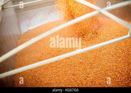 Füllen Trailer mit geernteten Mais in der Nähe zu sehen. Stockfoto