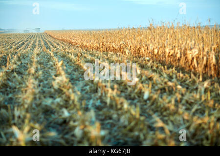 Reihen von cut Stoppel- und Maispflanzen in einer großen Farm Feld gesehen geht zurueck in die Ferne während der Herbsternte des Ernteguts Stockfoto