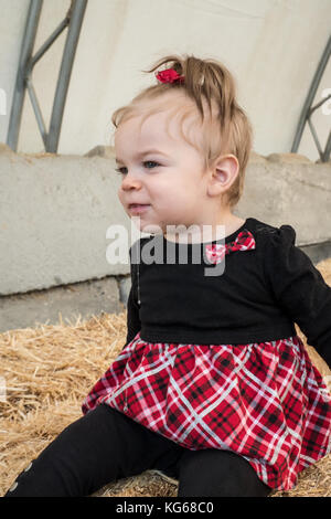 11 Monate alte Lilie mit einem langen Geifern, genießen sitzen auf einem Strohballen, auf Remlinger Farmen, Nelke, Washington, USA Stockfoto