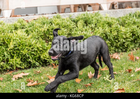 'Shadow', ein drei Monate alter schwarzer Labrador Retriever Welpen, mit Freude laufen und Spielen auf dem Rasen, in Bellevue, Washington, USA Stockfoto