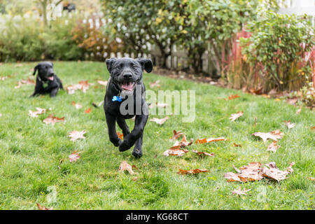 „Shadow“, ein drei Monate alter schwarzer Labrador Retriever-Welpe, läuft eifrig, während sein Wurfkollege „Baxtor“ auf dem Rasen in Bellevue, Washington, ruht Stockfoto