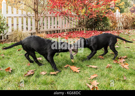 'Shadow' und 'Baxtor", drei Monate alter schwarzer Labrador Retriever Welpen, Spielen auf dem Rasen in Bellevue, Washington, USA Stockfoto