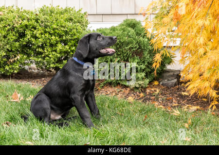 'Shadow', ein drei Monate alter schwarzer Labrador Retriever Welpen, ausgebildet zu sitzen und zu bleiben, in Bellevue, Washington, USA Stockfoto