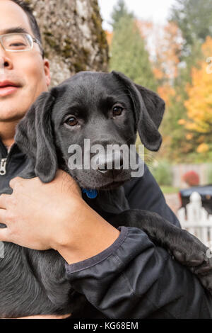 Der Mann hält "Schatten", seine drei Monate alter schwarzer Labrador Retriever Welpen, in Bellevue, Washington, USA Stockfoto