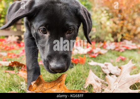 Porträt eines drei Monate alten schwarzen Labrador Retriever Welpen an einem Herbsttag in Bellevue, Washington, USA Stockfoto