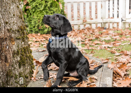 „Shadow“, ein drei Monate alter schwarzer Labrador Retriever-Welpe, der in Bellevue, Washington, USA, um ein Leckerbissen zum Sitzen bettelte Stockfoto