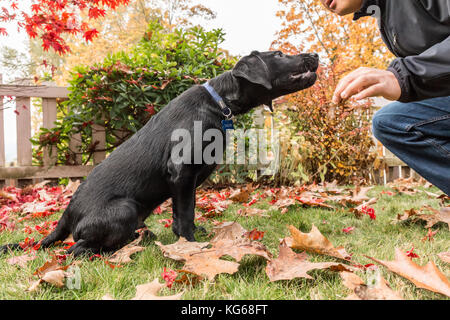 Mann, der seinen drei Monate alten schwarzen Labrador Retriever-Welpen Shadow trainiert, um in Bellevue, Washington, USA, auf Kommando zu sitzen Stockfoto