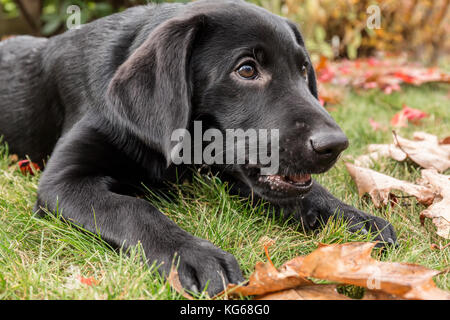 Portrait von „Shadow“, einem drei Monate alten schwarzen Labrador Retriever-Welpen an einem Herbsttag, der einen „eigenen“ und „tayigen“ Befehl übt Stockfoto