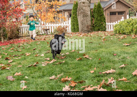 Vier Jahre alten Jungen Jagd nach 'Shadow', seine drei Monate alter schwarzer Labrador Retriever Welpen, in Bellevue, Washington, USA Stockfoto