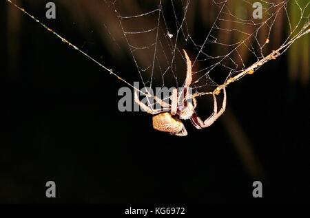 Huntsman spider Australien auf nassen Web (Sparassidae, ehemals Heteropodidae Foto-, Lager, Foto, Bild, Bild Stockfoto