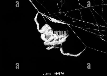 Huntsman spider Australien auf nassen Web (Sparassidae, ehemals Heteropodidae Foto-, Lager, Foto, Bild, Bild Stockfoto
