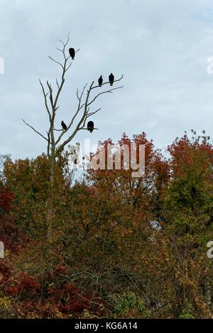 Truthahngeier (Cathartes Aura), die in einem Baum im Herbst Saison thront. Stockfoto