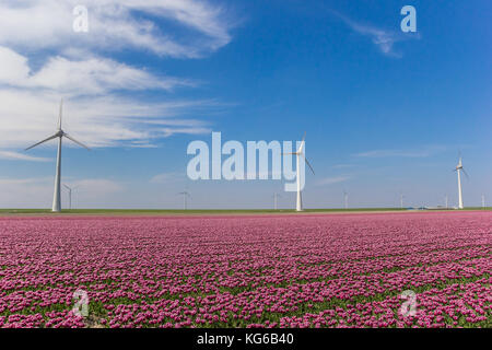 Windenergieanlagen und ein Feld von rosa Tulpen in nordostpolder, Holland Stockfoto