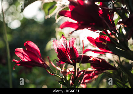 Makroaufnahme der Blume. Natur Hintergrund Fotografie. Stockfoto