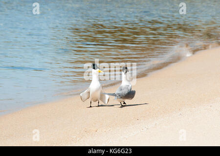 Mehr crested Seeschwalben Stockfoto