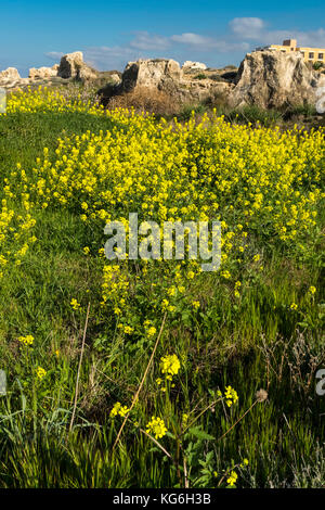 Gelbe wild Daisy im Tal der Könige Zypern Stockfoto