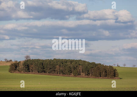 Landschaft Feld mit Wald Stockfoto