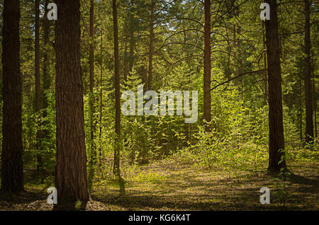Sonnige Lichtung im Wald an einem Sommertag mit Schatten von Pinien Stockfoto