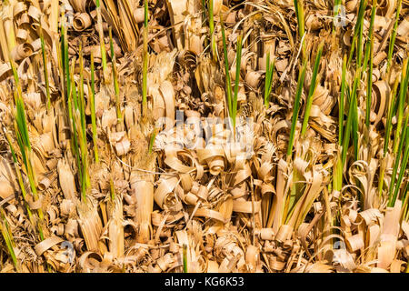 Textur von Trocken- und junge Blätter von cortaderia closeup Stockfoto