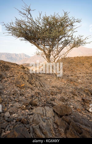 Vertikale Ansicht eines Akazienbaums zwischen Felsen in einem Wadi im Sultanat Oman. Anpassungsfähigkeit der Natur an Wüste und trockenes Klima Stockfoto