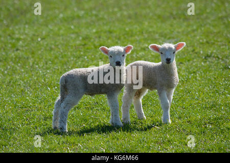Zwei niedlichen Baby Neugeborenen/Lämmer zusammen in einem Feld im Frühling Stockfoto