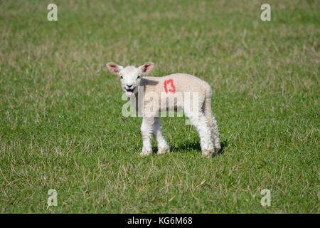 Niedliche Happy Baby neugeborene Lamm in einem Feld im Frühjahr mit der Nummer 13 Stockfoto