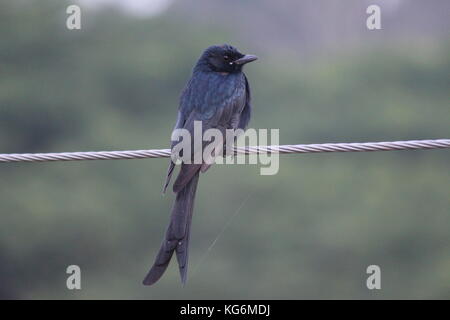 Schwarz drongo sitzen auf elektrische Leitung Stockfoto