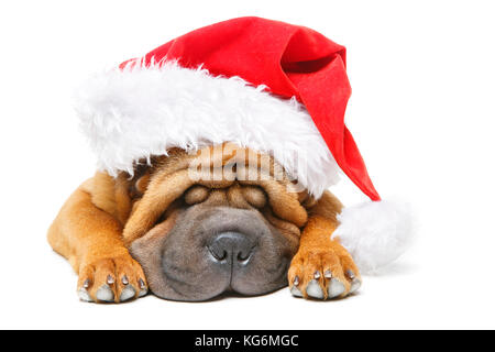 Shar Pei Welpen in Mütze Stockfoto