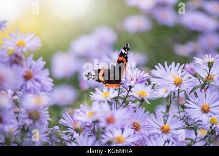 Nahaufnahme der Herbst Blüte, Lila aster Blüten auch als Astern mit einem roten Admiral Schmetterling Sammlung pollen bekannt Stockfoto