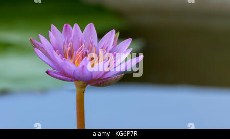 Nil manel (nymphaea Stellata) blue water lily Flower Stockfoto