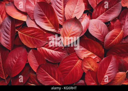 Nahaufnahme der roten Aronia Herbst Blätter Hintergrund Textur. Roter Herbst Blätter Hintergrund. Aronia melanocarpa (Johannisbeere) Herbstblätter. Stockfoto