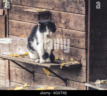 Alte streunende Katze vor der alten Hütte sitzen auf großen Krieg Insel, Belgrad, Serbien, vorwärts bis zum Herbst suchen Stockfoto