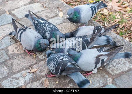 Gruppe von Tauben Essen auf dem Boden Stockfoto