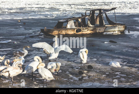 Gruppe der Höckerschwäne (Cygnus olor), Winter auf Donau, Belgrad Serbien. Ein breitet die Flügel vor dem verbrannten Boot Stockfoto