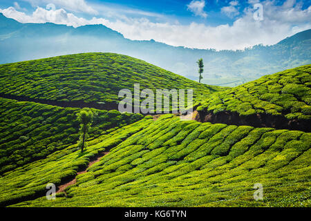 Tee-Plantagen. Munnar, Kerala Stockfoto