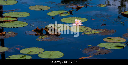 Seerose im Teich Stockfoto