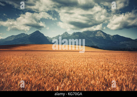 Harvested Wheat Field Under West Tatras, Slovakia Stockfoto