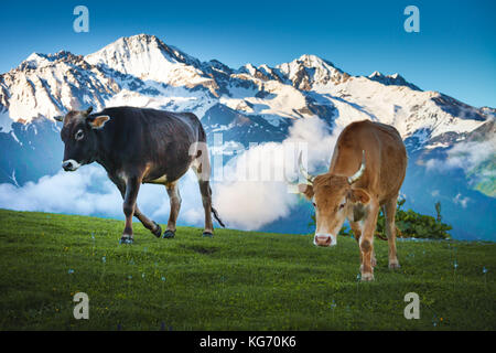 Kühe auf bergwiese. Sommer Landschaft Stockfoto