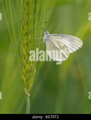 Kryptische Holz weiß Schmetterling (Leptidea juvernica) auf Mais stammen. Tipperary, Irland Stockfoto