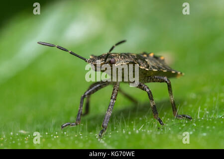 Wald Shieldbug Nymphe (Pentatoma rufipes) auf Baum Blatt. Tipperary, Irland Stockfoto