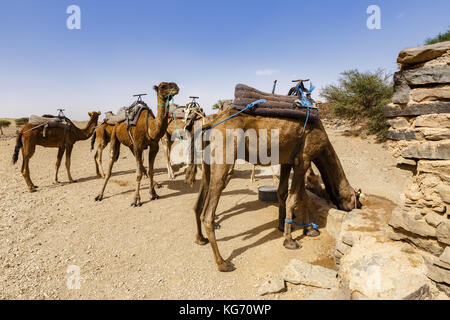 Kamele Wasser trinken. Stockfoto