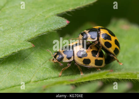 Der Paarung 14 Punkt Marienkäfer (Propylea quattuordecimpunctata) auf Blatt. Tipperary, Irland Stockfoto