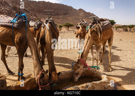 Kamele trinken Wasser aus dem Brunnen Stockfoto