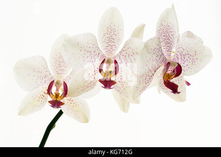 Weiß und Pink Orchid Flower - ein Stiel mit drei Blüten auf weißem Hintergrund Stockfoto
