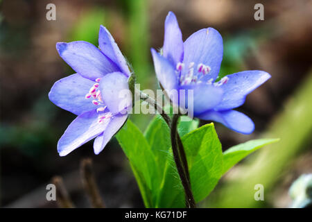 2 liverleaf Blumen und grüne Blätter auf die braunen und grünen Hintergrund Stockfoto