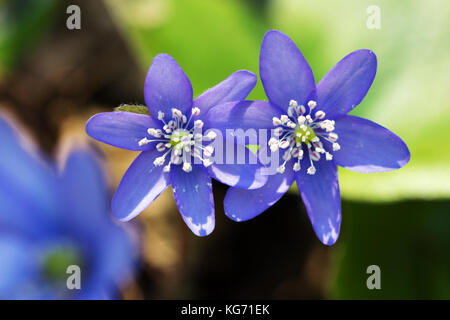 Nahaufnahme von zwei liverleaf Blumen an der grünen und braunen Hintergrund Stockfoto