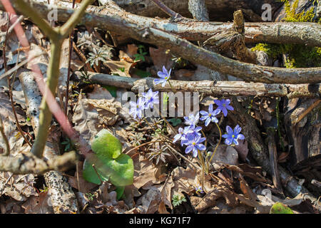 Büschel des Muskeltrainings Blumen mit ihren großen Blatt im Waldboden mit Niederlassungen und trockene Blätter Stockfoto