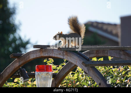 Baby Fuchs Eichhörnchen im Hinterhof Stockfoto