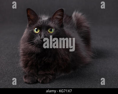 Schwarze Katze liegend vor der Kamera auf einem dunklen Hintergrund. Lange Haare Türkisch Angora züchten. erwachsenes Weibchen. Stockfoto