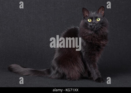 Porträt einer niedlichen schwarzen Katze und seitlich an der Kamera sitzt auf einem dunklen Hintergrund. Lange Haare Türkisch Angora züchten. Nach weiblich/Pech Stockfoto